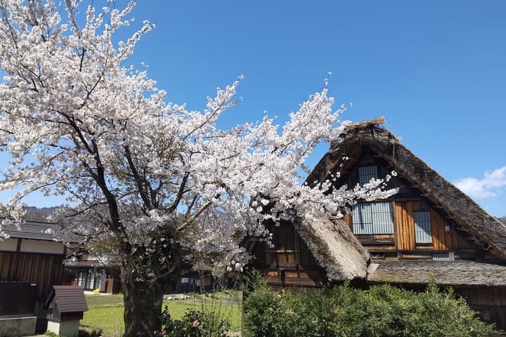 [One-day bus tour departing from Kanazawa Station] Shirakawa-go/Takayama tour platinum route bus tour — photo 6