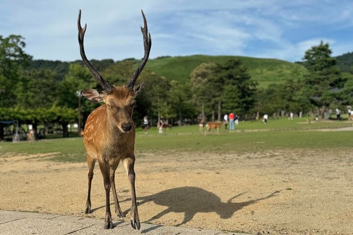 Nara: Half-Day Private Tour of 4 Must-See Spots & Deer Park — photo 13