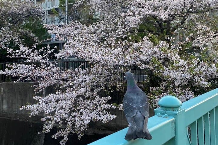 Dynamic Tokyo Private Custom Walking Tour — photo 20