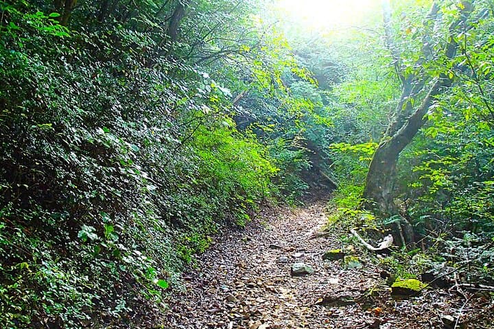 Private Historic Road Hike in the Healing Forest of Arima — photo 5