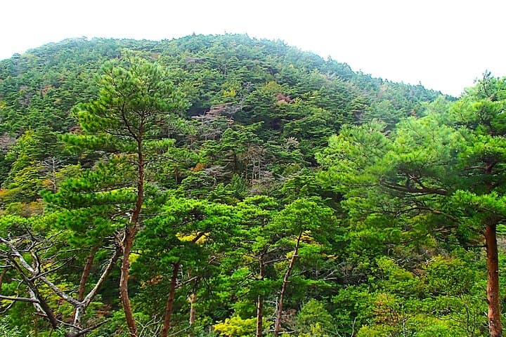 Private Historic Road Hike in the Healing Forest of Arima — photo 13