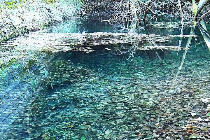 Private Historic Road Hike in the Healing Forest of Arima — photo 9