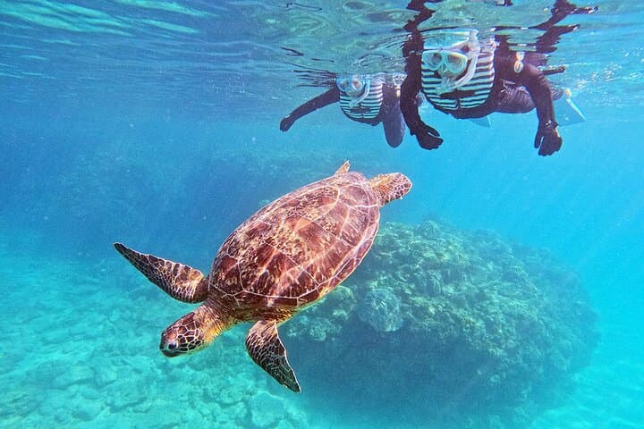 Snorkeling with sea turtles — photo 3