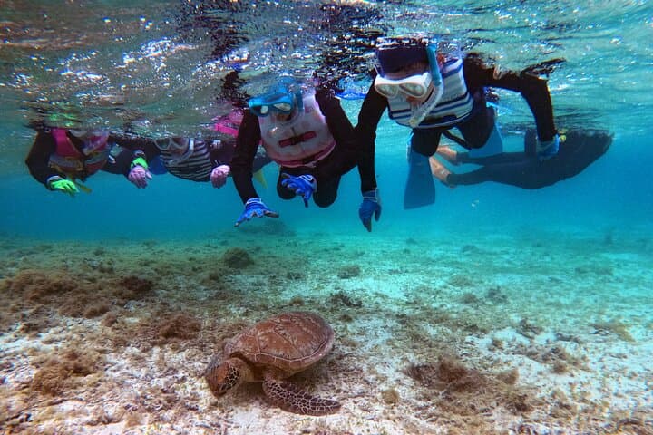 Snorkeling with sea turtles — photo 4