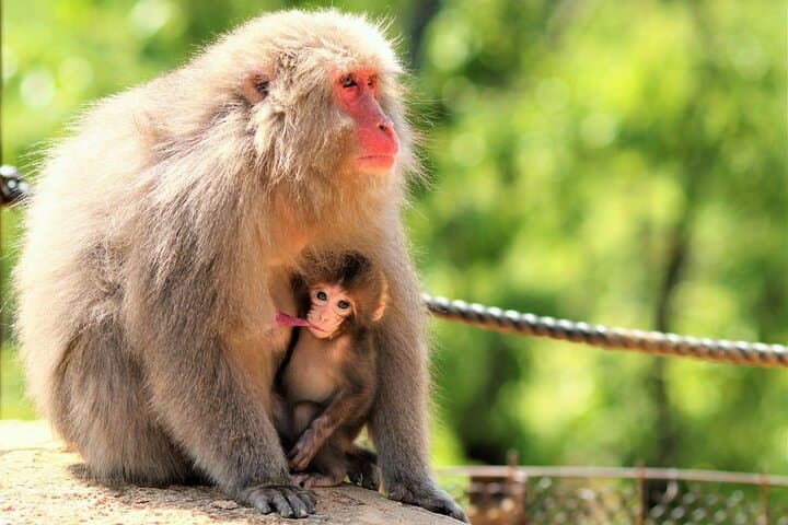 4 Hours Arashiyama and Arashiyama Monkey Park Tour — photo 9