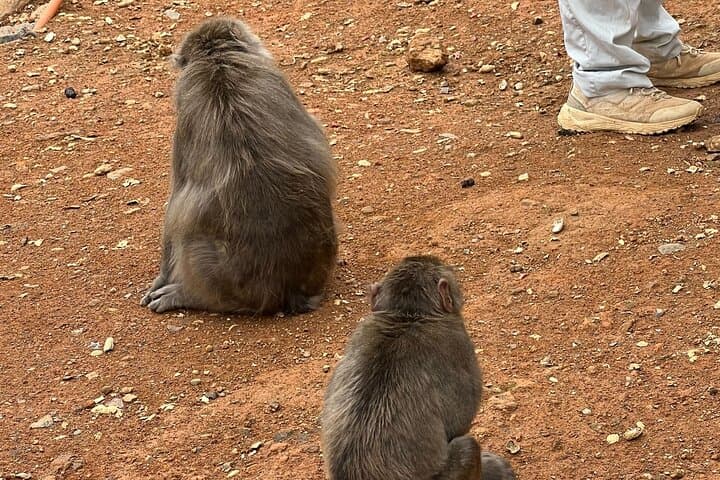8 hours Arashiyama Monkey Park Ryoanji and Kinkaku ji Tour — photo 10