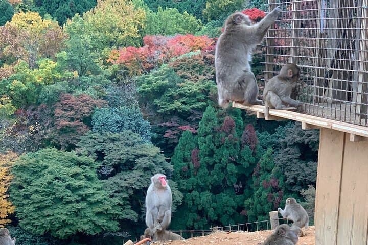 8 hours Arashiyama Monkey Park Ryoanji and Kinkaku ji Tour — photo 11