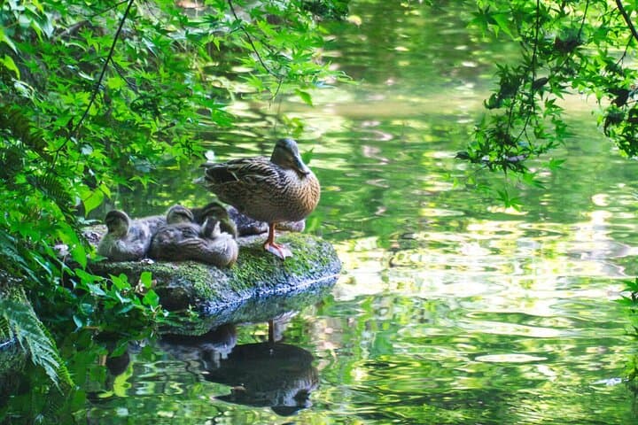 Guided Garden Walk: Nagoya Castle, Gardens & Historic Estate — photo 7