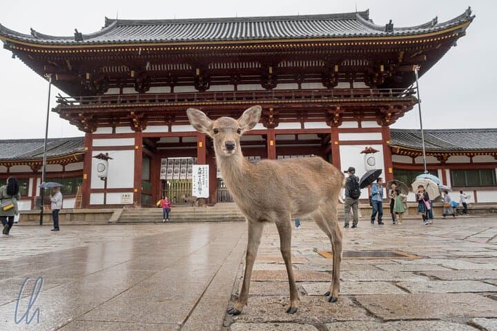 Nara Park, Osaka & Kobe from Kyoto Full Day tour — photo 5