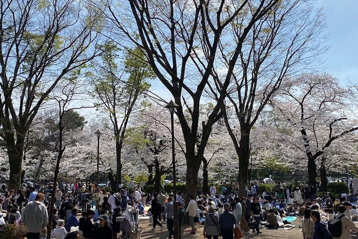 Spring in Kichijoji –Discover Cherry Blossoms at Inokashira Park — photo 6