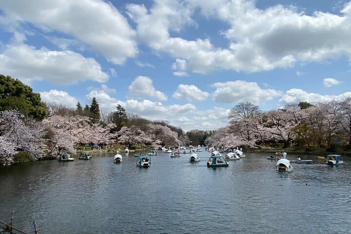 Spring in Kichijoji –Discover Cherry Blossoms at Inokashira Park — photo 7
