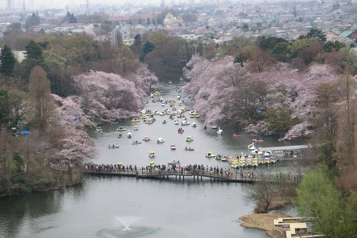 Spring in Kichijoji –Discover Cherry Blossoms at Inokashira Park — photo 5