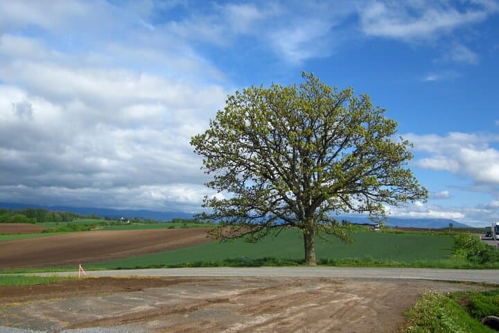 [Biei/Furano] One-day sightseeing by private car! — photo 10
