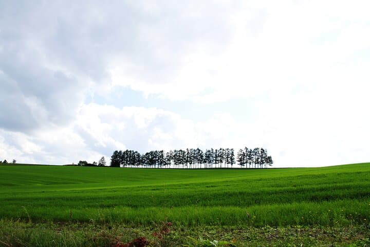 [Biei/Furano] One-day sightseeing by private car! — photo 8