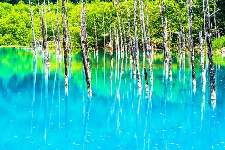 Asahiyama Zoo, Blue Pond, Shirahige Falls/Ningle Terrace Day Tour — photo 11