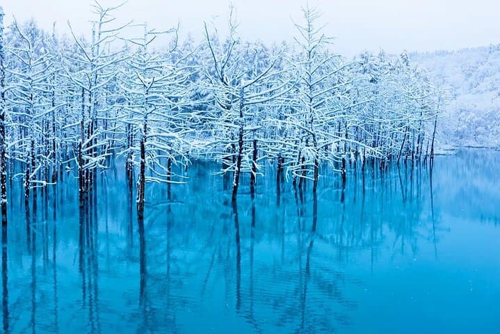 Asahiyama Zoo, Blue Pond, Shirahige Falls/Ningle Terrace Day Tour — photo 12