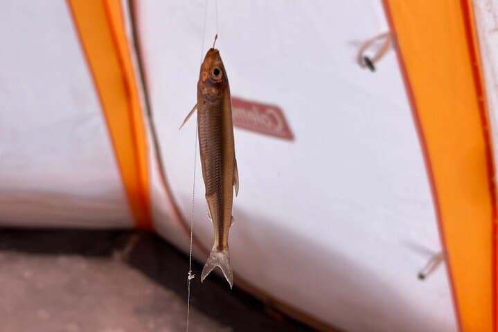 Lake Nukabira Smelt Fishing Private Tour — photo 3