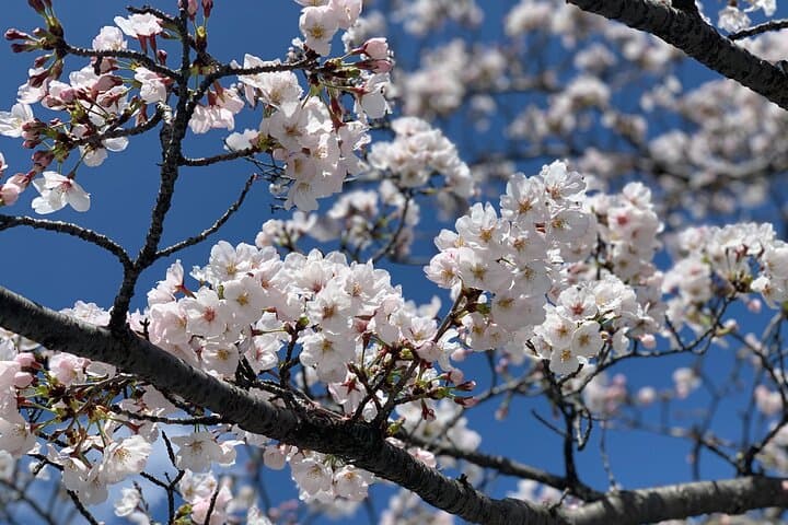 Hiroshima History Tour : A-Bomb Dome, Peace Memorial & City — photo 10
