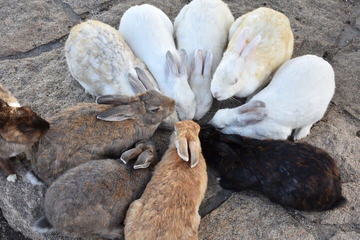 Takehara Historical Townscape & Rabbit Island — photo 8