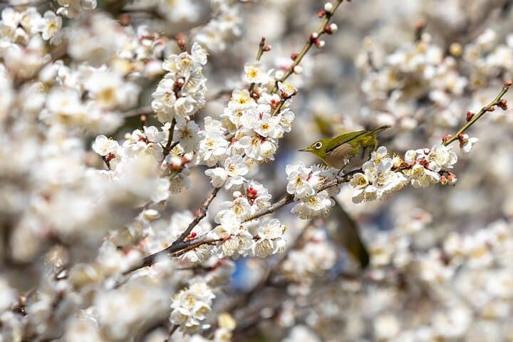 Ninja, Samurai, Odawara Castle Experience — photo 7