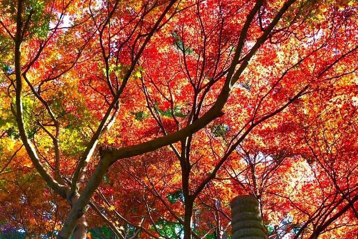 Yufuin, Beppu Hell Tour with Lake and Temple from Fukuoka — photo 5