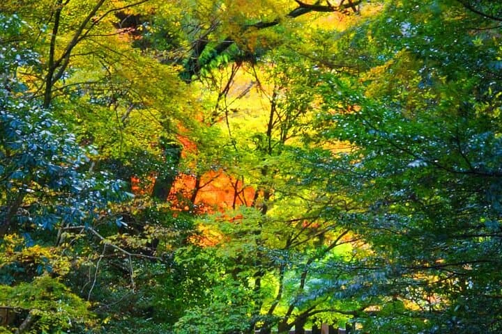 Takachiho Gorge & Shirakawa Suigen Day Tour with Lunch | Fukuoka — photo 4
