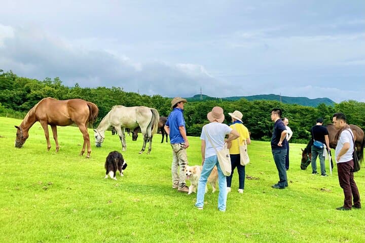 Pasture Hike with Horse Whisperer at Horse Trust in Kagoshima — photo 2