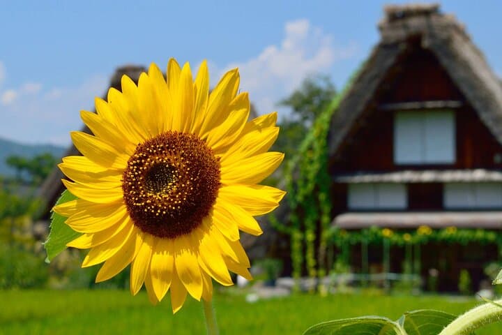 Shirakawago, Gujo Hachiman and Hida Takayama Day Tour — photo 3