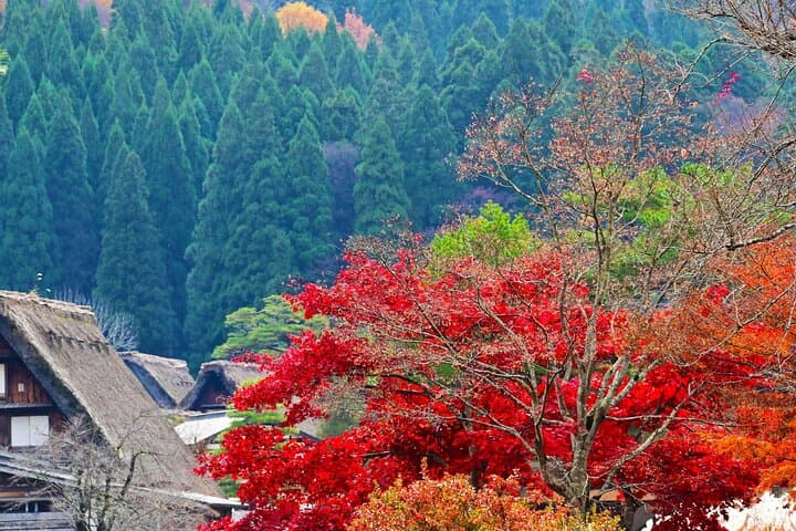 Shirakawago, Gujo Hachiman and Hida Takayama Day Tour — photo 4
