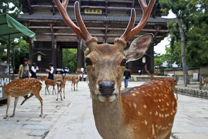 Kyoto Arashiyama Fushimi Inari Taisha Shrine and Nara Park Tour — photo 3
