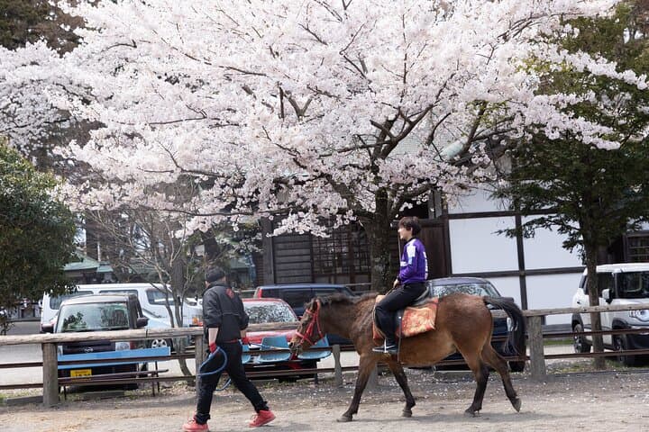 Private Horse Interaction Experience near Mt. Fuji — photo 2
