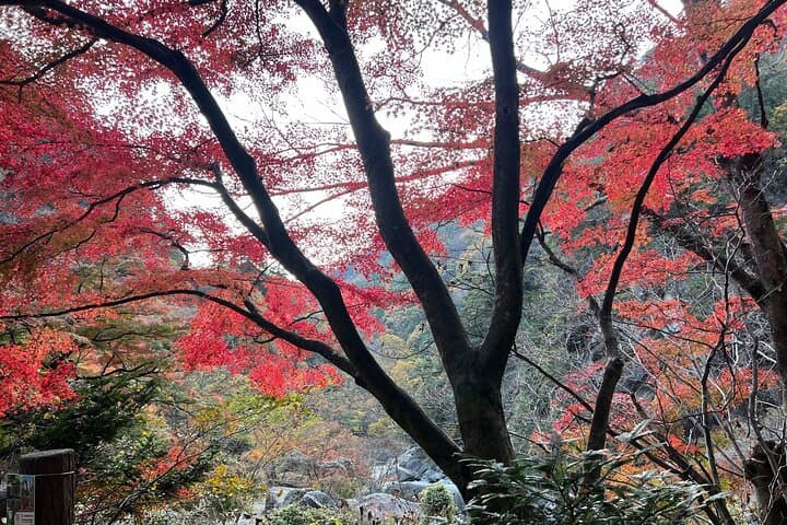 Day Trip Shosen Valley from Tokyo — photo 18