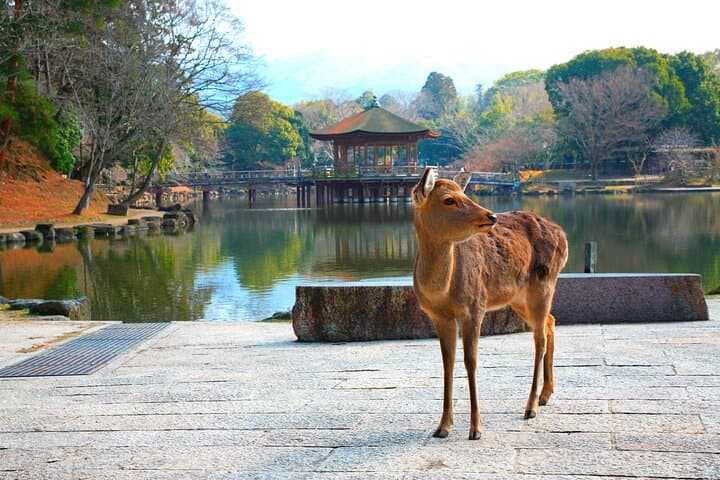 Nara Park, Osaka & Kobe from Kyoto Full Day tour — photo 1