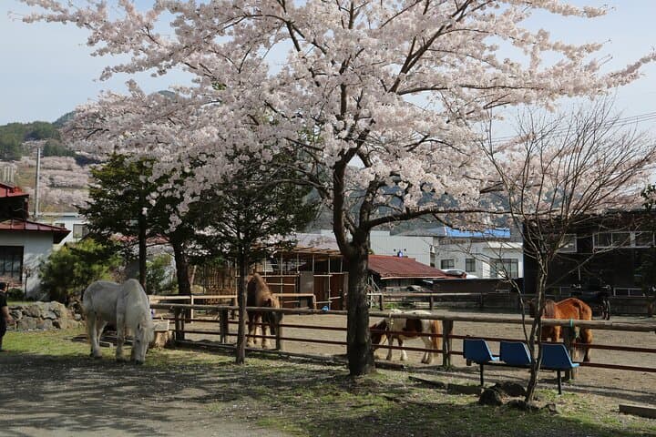 Yabusame Adventure with Mt. Fuji Views — photo 3