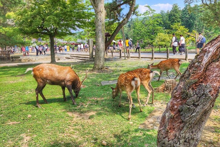 Nara Todaiji Kasuga Taisha Private Full Day Tour From Kyoto — photo 11