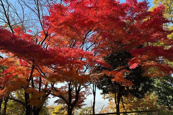 Overlooking the magnificent view of Osaka — photo 5