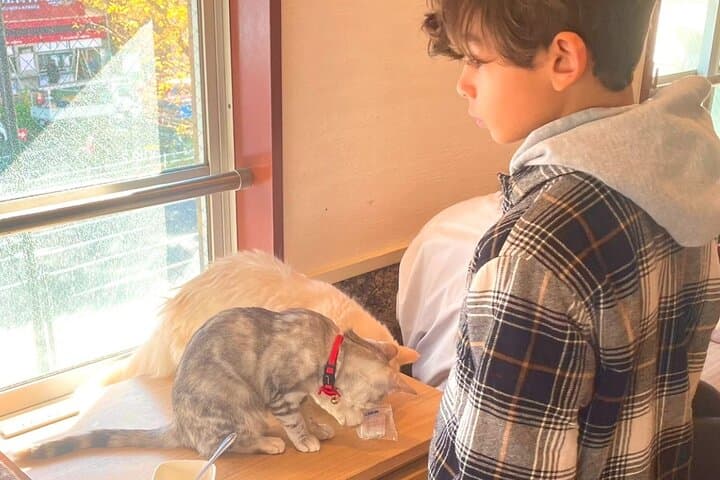 Tokyo: Gotokuji Lucky Cat Temple, Shinjuku Cat Cafe, 3D Giant Cat — photo 9