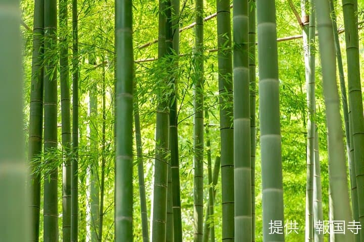 Kamkura: Private Zazen, Matcha at Bamboo Temple & Mindful Cuisine — photo 6