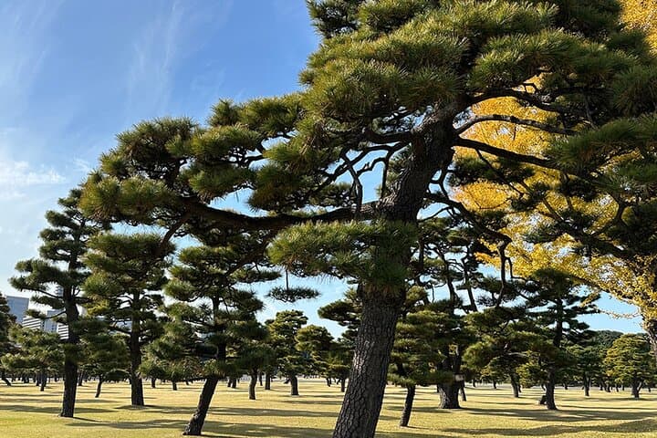 Tokyo Castle & Imperial PalaceーShogun Walking Tour — photo 13