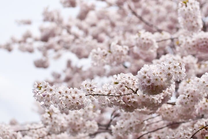 Kyoto City Cherry Blossom Private Sightseeing Tour — photo 3