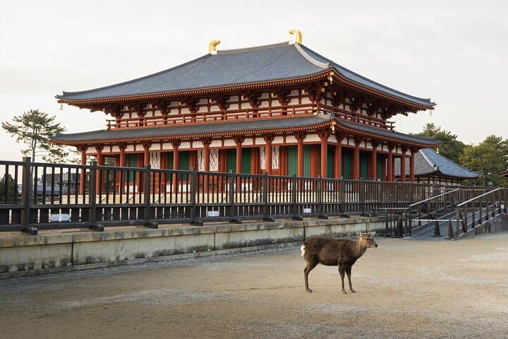 From Osaka, Nara Private Customizable Day Tour — photo 6