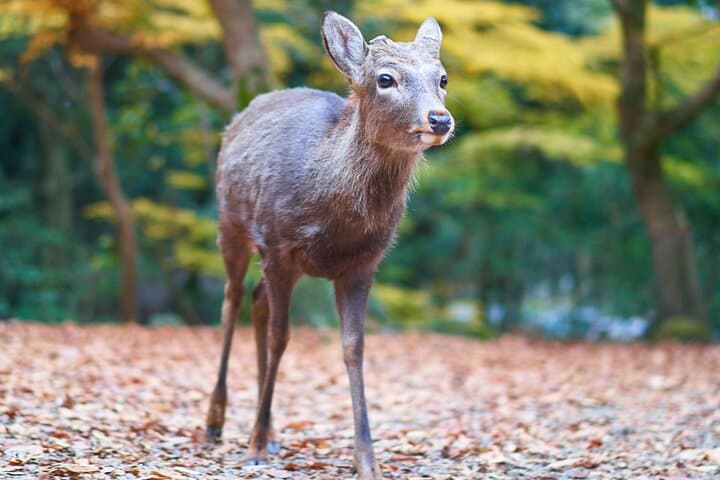 From Osaka, Nara Private Customizable Day Tour — photo 9