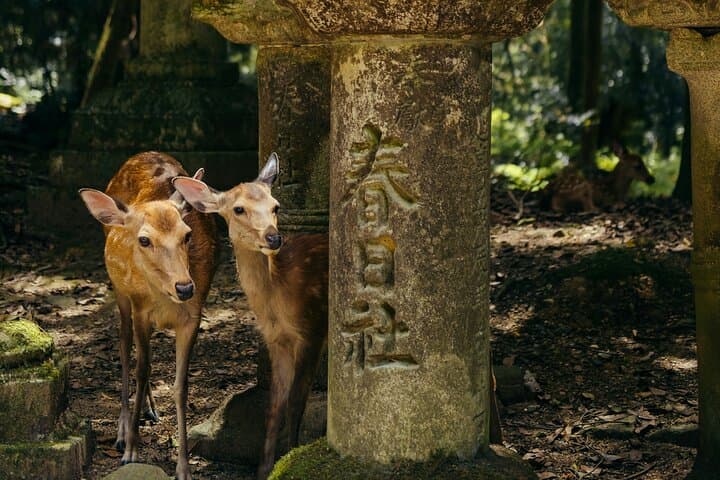 From Osaka, Nara Private Customizable Day Tour — photo 10