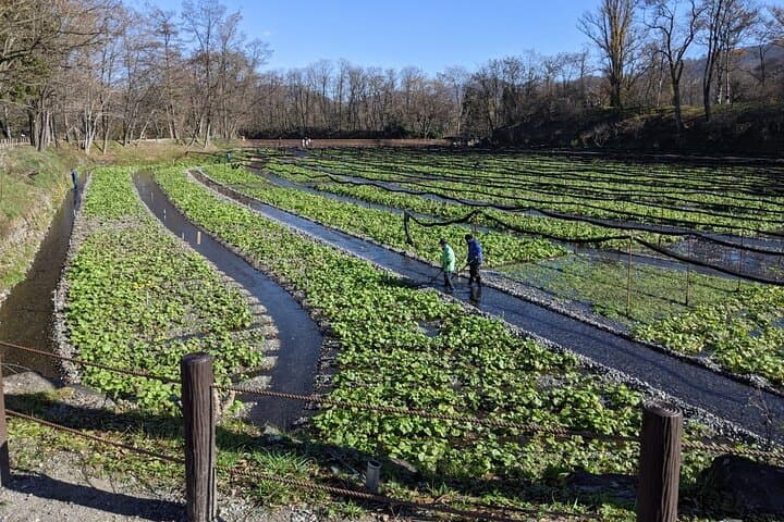 Wasabi Farm Walking Tour & Lunch — photo 4