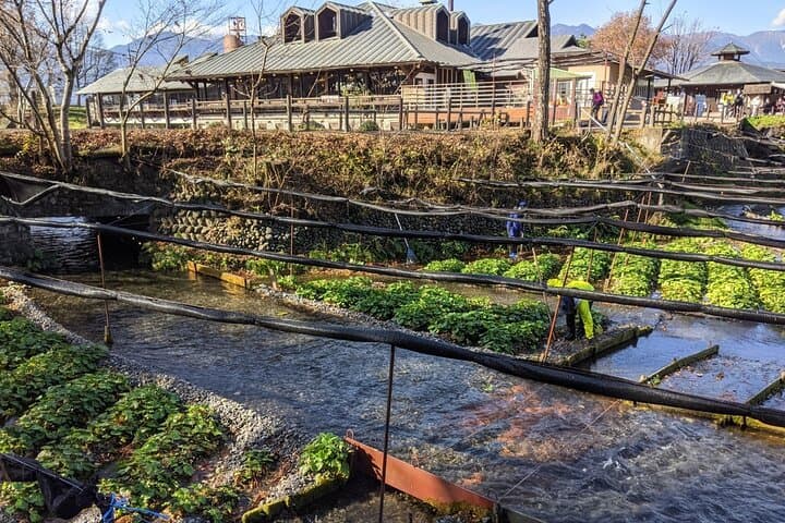 Wasabi Farm Walking Tour & Lunch — photo 6