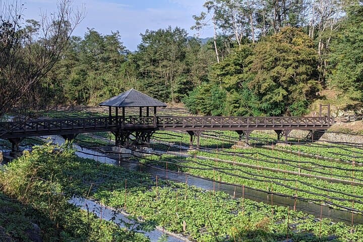 Wasabi Farm Walking Tour & Lunch — photo 2