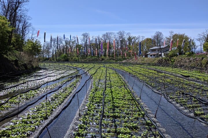 Wasabi Farm Walking Tour & Lunch — photo 10