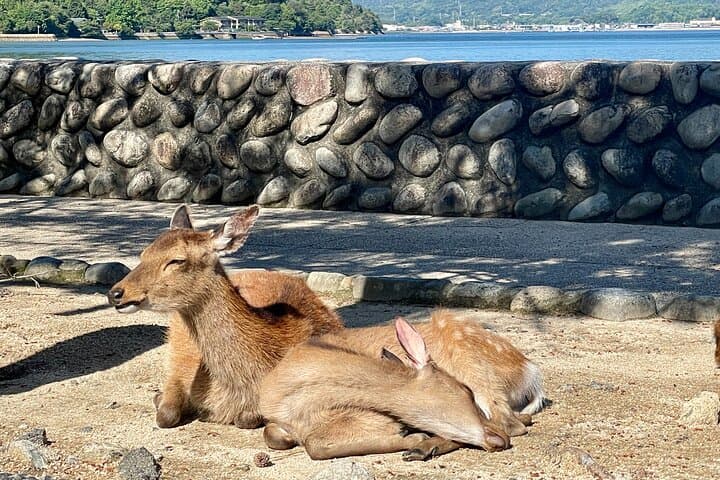 Miyajima Highlights: Itsukushima Shrine & Island Nature — photo 3