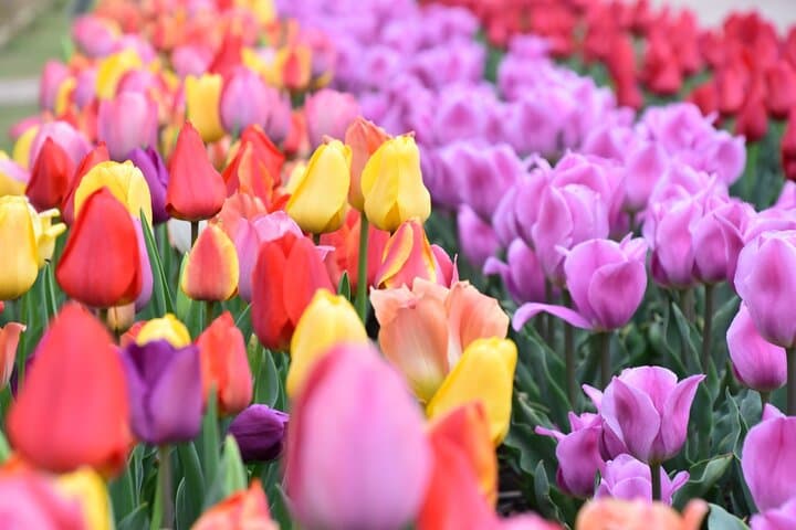Day Trip Ashikaga Flower Park by Private Car from Tokyo — photo 3