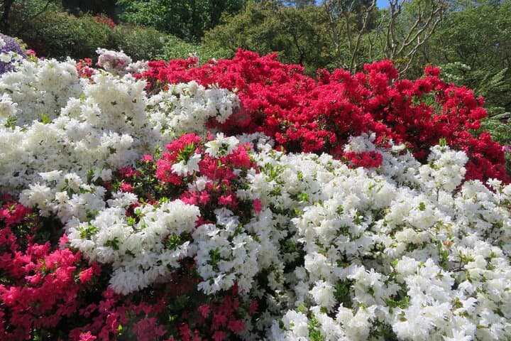 Day Trip Ashikaga Flower Park by Private Car from Tokyo — photo 4